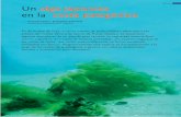 Artículo Un alga japonesa en la costa patagónica