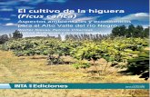 El cultivo de la higuera (Ficus carica)