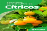 Soluciones para el cultivo de Cítricos