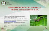 EPIDEMIOLOGÍA DEL DERRITE Phoma costarricensis Ech.