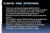 Plantas para interiores - Intendencia de Montevideo.