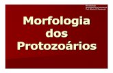 Microbiologia Prof. Márcia G. Perdoncini Morfologia