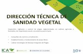 DIRECCIÓN TÉCNICA DE SANIDAD VEGETAL - ica.gov.co