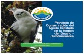 Proyecto de Conservación del Águila Crestada en la Región ...