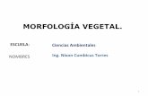 Morfología vegetal